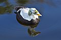 * Nomination: Spectacled Eider at Weltvogelpark Walsrode. --Fiorellino 00:26, 24 April 2012 (UTC) * * Review needed