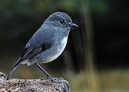 Petroica australis