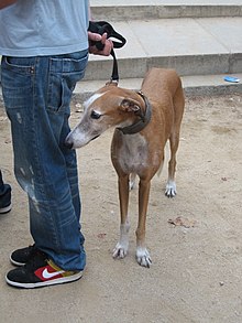 spanish greyhound