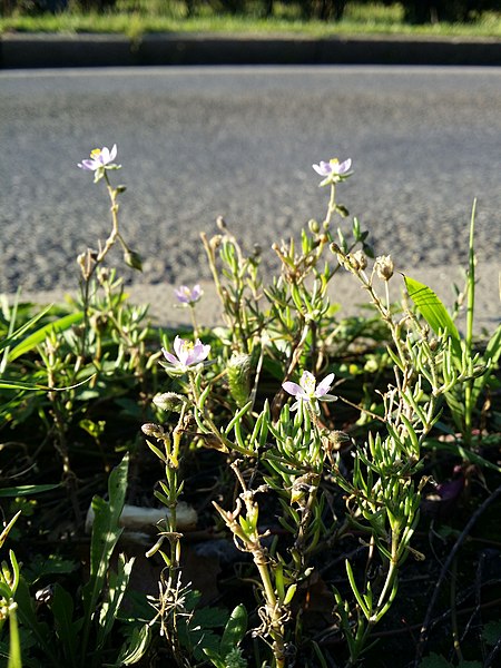 File:Spergularia maritima sl19.jpg