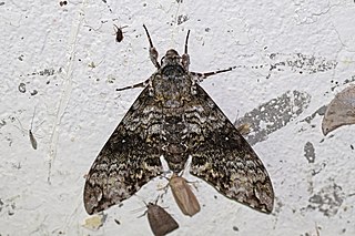 <i>Manduca schausi</i> Species of moth