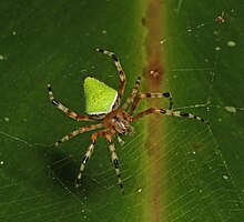 Паук - Eriophora nephiloides, Caves Branch Jungle Lodge, Бельмопан, Белиз.jpg