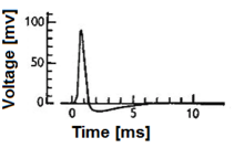 Fig 2. Time course of neuronal action potential ("spike"). Note that the amplitude and the exact shape of the action potential can vary according to the exact experimental technique used for acquiring the signal. Spike HH 2.png