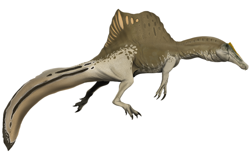 File:Spinosaurus aegyptiacus.png
