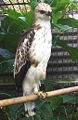 Changeable hawk eagle