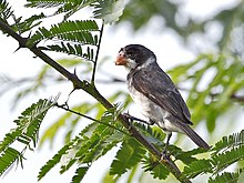 Sporophila albogularis - Ақ тамақты Seedeater (еркек); Потенги, Сеара, Бразилия.jpg