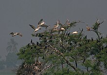 Spot-billed pelicans Pelecanus philippensis at Attapaka in Kolleru Lake, Andhra Pradesh, India.