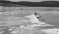 Spring freshet and ice break up near Westfield on the Saint John River, 1936