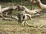 Sanglier sri lankais.Category:wild boars in Sri Lanka