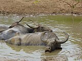 Bovidés sri lankais. Category:animals in Sri LankaiCategory:Unknown BovidaeCategory:Unidentified organisms