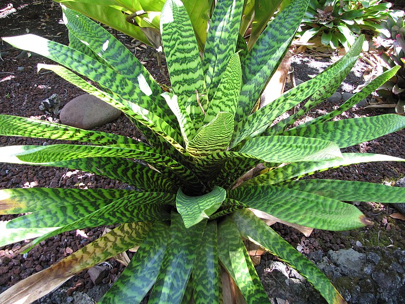 File:Starr-120522-6037-Vriesea splendens-habit with stripes-Iao Tropical Gardens of Maui-Maui (25143052775).jpg