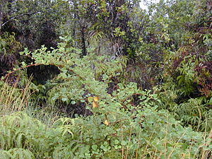 Rigid 011205-0071 Rubus ellipticus.jpg