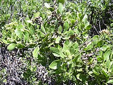 Starr 030625-0015 Pluchea indica.jpg