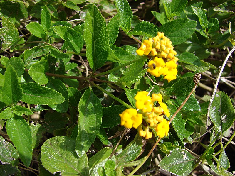 File:Starr 070123-3610 Lantana montevidensis.jpg