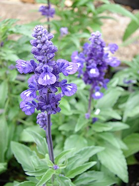 Starr 070906-8642 Salvia farinacea.jpg