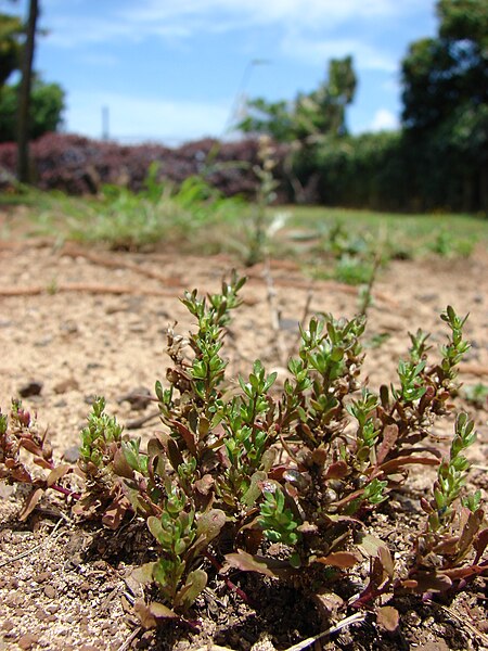 File:Starr 080415-4015 Veronica peregrina.jpg