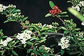 Pyracantha angustifolia