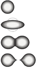 Image 58The stages of binary fission in a liquid drop model. Energy input deforms the nucleus into a fat "cigar" shape, then a "peanut" shape, followed by binary fission as the two lobes exceed the short-range nuclear force attraction distance, then are pushed apart and away by their electrical charge. In the liquid drop model, the two fission fragments are predicted to be the same size. The nuclear shell model allows for them to differ in size, as usually experimentally observed. (from Nuclear fission)