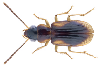 <i>Stenolophidius</i> Genus of beetles