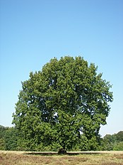 Pedunculate oak in Wilsede, Lüneburg Heath