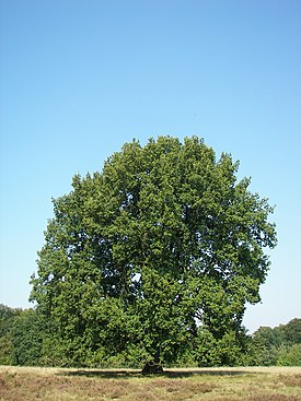 Metsätammi (Quercus robur)