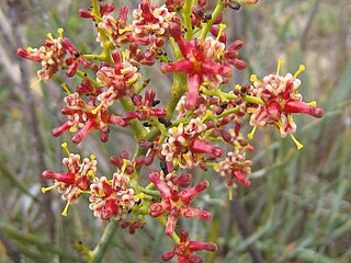 <i>Stirlingia</i> Genus of plants in the family Proteaceae