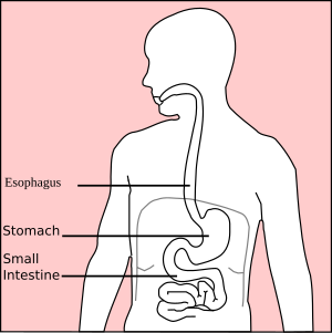 Magen Diagramm.svg