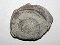 Straparollus planodorsatus fossil snail (Maxville Limestone, Mississippian; East Fultonham Quarry, Muskingum County, Ohio, USA) 1 (31559385050).jpg