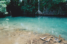 Stream from Lionel Town Pool, Clarendon Stream water from Lionel Town Pool, a mineral spring.png