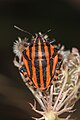 Graphosoma italicum