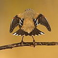 Striated Pardalote (Pardalotus striatus ornatus), Castlereagh Nature Reserve, New South Wales, Australia