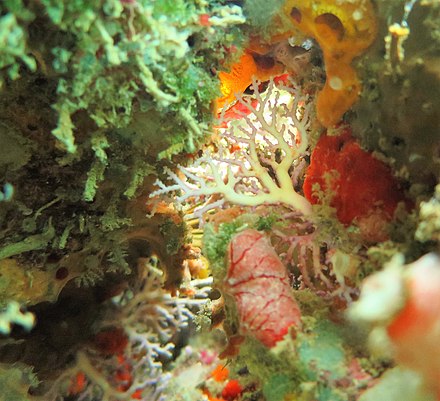 The endangered Varadero Coral Reef in Cartagena Bay