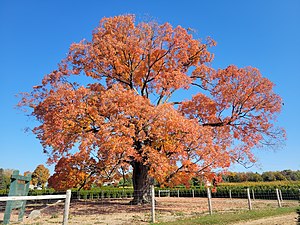 Acer Saccharum