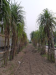 Sugarcane fields in Bangladesh Sugarcane Research Institute (BSRI)