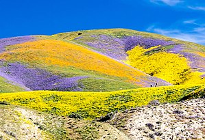 Superbloom at Carrizo 2017.jpg