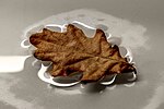 Thumbnail for File:Surface tension of an oak leaf on water.jpg