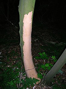 Sycamore bark stripped off by grey squirrels looking for the sugary bark phloem layer Sycamore damage dby grey squirrels.JPG