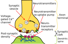 The postsynaptic dendrite (green) and presynaptic neuron (yellow) found in retrograde neurotransmission. Synapse Illustration2 tweaked.svg