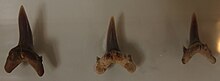 Teeth of Synodontaspis gracilis Synodontaspis gracilis.jpg