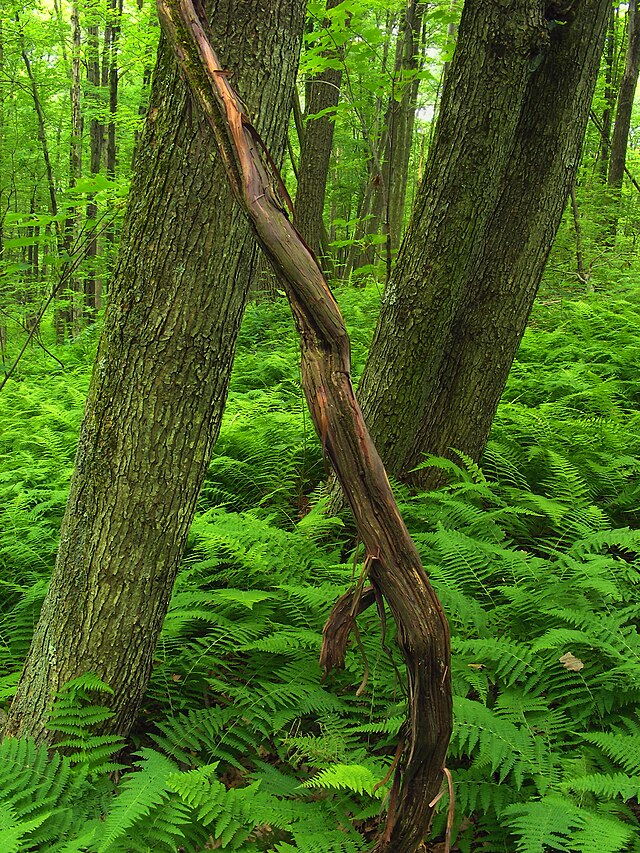 Tuscarora State Park - Wikipedia