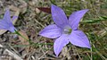 Australian Capital Territory Royal bluebell