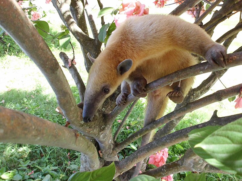 File:Tamandua tertradactyla.JPG