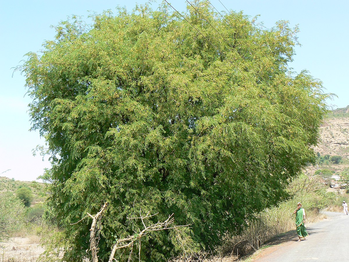 File Tamarind Tree Jpg Wikimedia Commons