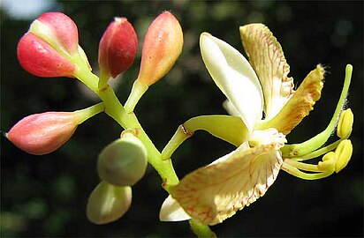 flores de tamarindo