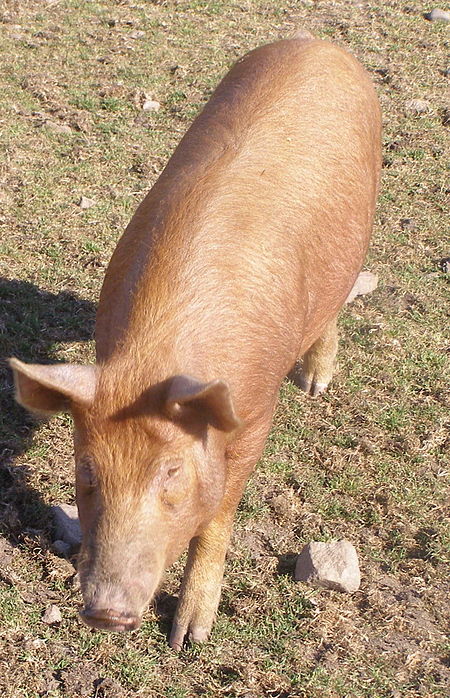 Lợn Tamworth