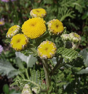 <i>Tanacetum camphoratum</i>