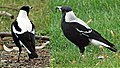 Tasmanian magpie pair.jpg