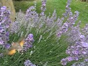 File:Taubenschwaenzchen Zeitlupe - Hummingbird Hawk-Moth Slow Motion.ogv