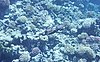 Tauchender Kormoran im Roten Meer. DSCF9875OB.jpg