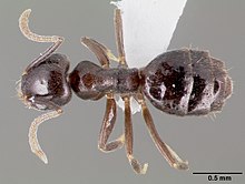 Technomyrmex difficilis casent0003175 hřbetní 1.jpg